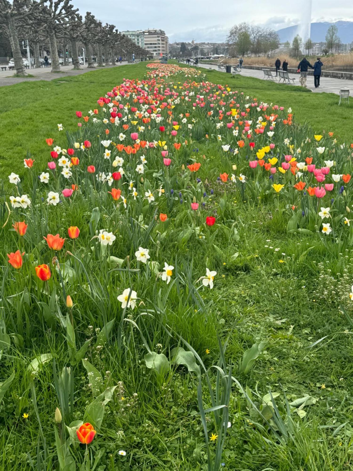 Apartment Magnifique Appartemens Aux Eaux Vives Genf